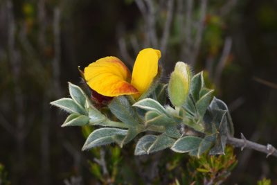 Argyrolobium collinum, photographed by Andrew Gillespie