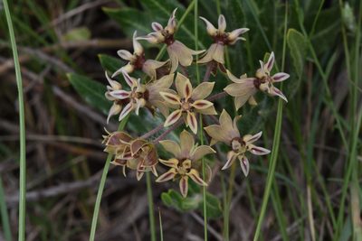Asclepias crispa, photographed by Andrew Gillespie