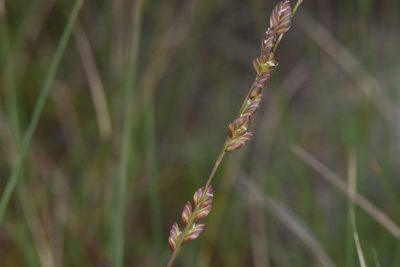 Eragrostis capensis, photographed by Andrew Gillespie