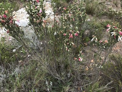 Erica pectinifolia, photographed by Andrew Gillespie