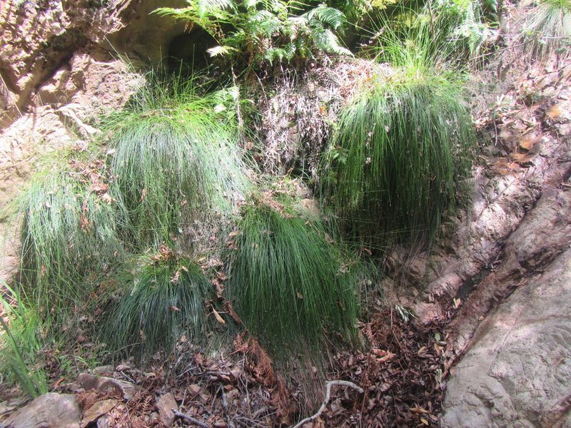 Ficinia sylvatica, photographed by douglaseustonbrown