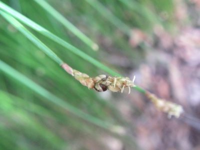 Ficinia sylvatica, photographed by douglaseustonbrown
