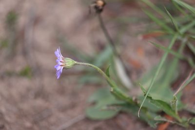 Afroaster hispidus, photographed by Andrew Gillespie