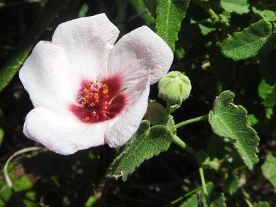 Pavonia aurigloba, photographed by Arnaldo Martín Medina