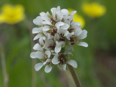 Micranthes rhomboidea, photographed by Robert Webster