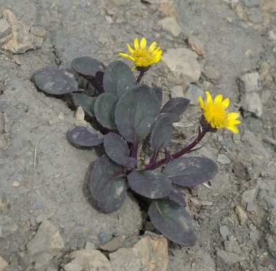 Senecio soldanella, photographed by Robert Webster