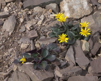 Senecio soldanella, photographed by Robert Webster