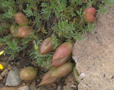 Oxytropis podocarpa, photographed by Robert Webster