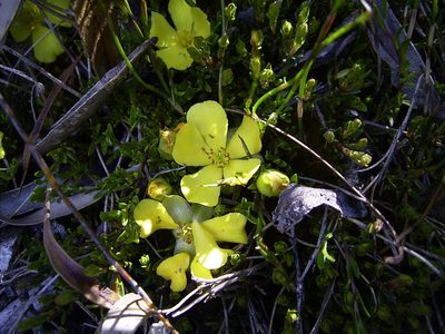 Hibbertia procumbens, photographed by Dr. Guido Bohne