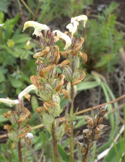 Pedicularis parryi, photographed by Robert Webster
