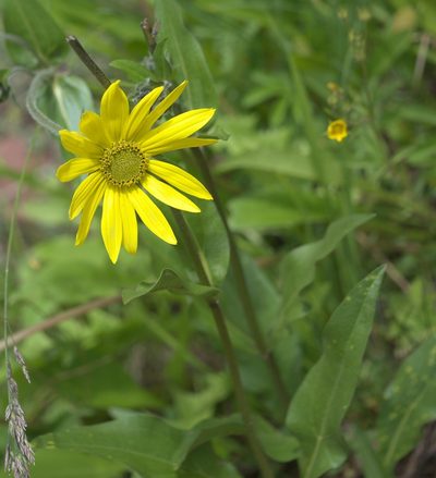 Helianthella quinquenervis, photographed by Robert Webster