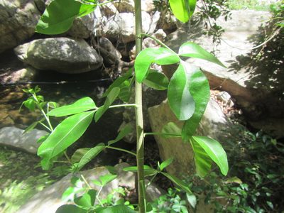 Heteromorpha arborescens, photographed by douglaseustonbrown