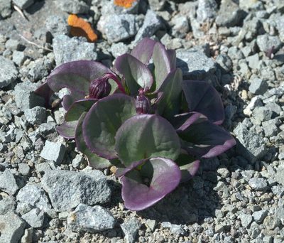 Senecio soldanella, photographed by Robert Webster