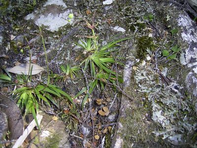 Libertia pulchella, photographed by Dr. Guido Bohne