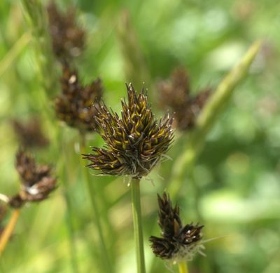 Carex ebenea, photographed by Robert Webster