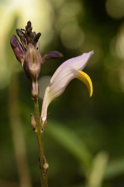 Gymnostachyum febrifugum, photographed by Siddarth Machado