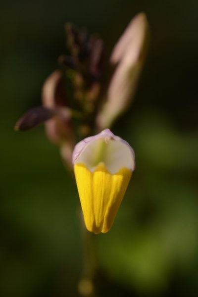 Gymnostachyum febrifugum, photographed by Siddarth Machado