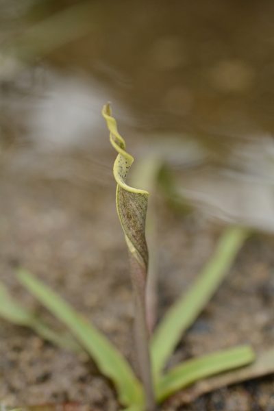Cryptocoryne retrospiralis, photographed by Siddarth Machado