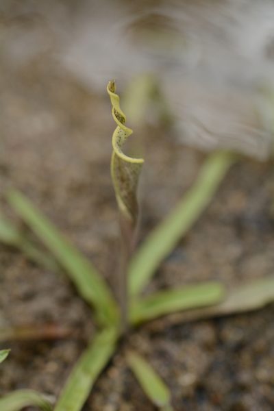 Cryptocoryne retrospiralis, photographed by Siddarth Machado