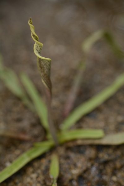 Cryptocoryne retrospiralis, photographed by Siddarth Machado