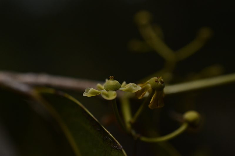 Pristimera arnottiana, photographed by Siddarth Machado