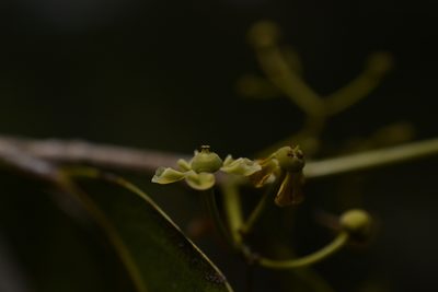 Pristimera arnottiana, photographed by Siddarth Machado