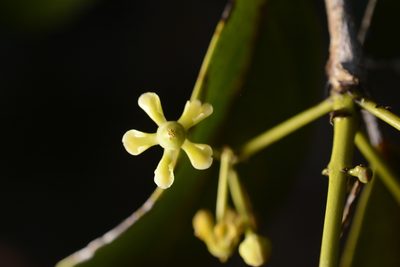 Pristimera arnottiana, photographed by Siddarth Machado