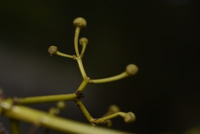 Pristimera arnottiana, photographed by Siddarth Machado