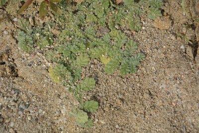 Coldenia procumbens, photographed by Siddarth Machado