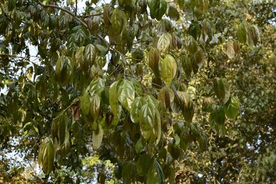Flacourtia montana, photographed by Siddarth Machado