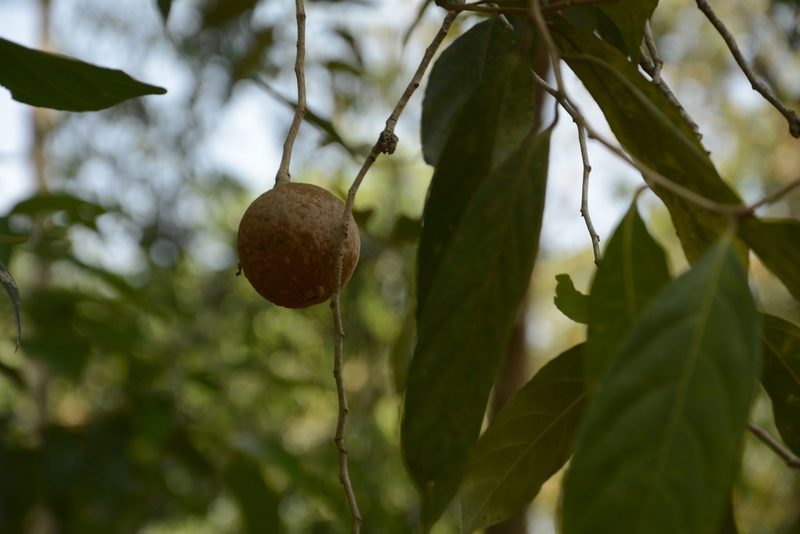 Hydnocarpus pentandrus, photographed by Siddarth Machado
