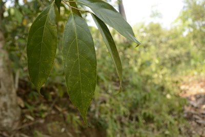 Hydnocarpus pentandrus, photographed by Siddarth Machado