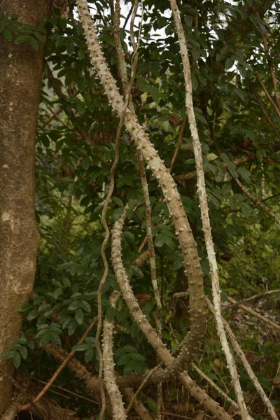Mezoneuron cucullatum, photographed by Siddarth Machado