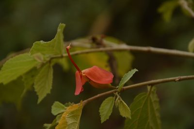 Helicteres isora, photographed by Siddarth Machado