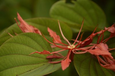 Bauhinia phoenicea, photographed by Siddarth Machado