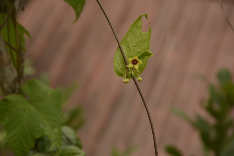 Vincetoxicum indicum, photographed by Siddarth Machado
