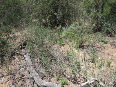 Justicia cuneata, photographed by douglaseustonbrown