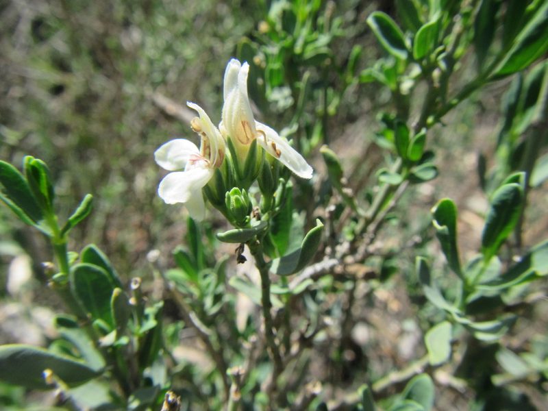 Justicia cuneata, photographed by douglaseustonbrown