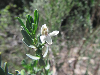 Justicia cuneata, photographed by douglaseustonbrown