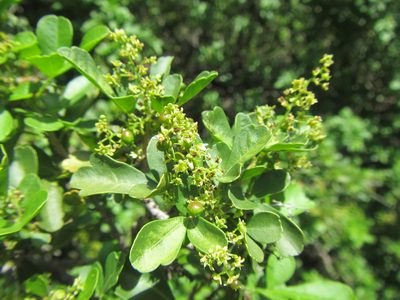 Searsia refracta, photographed by douglaseustonbrown