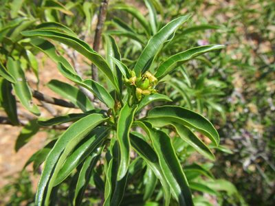 Jatropha capensis, photographed by douglaseustonbrown