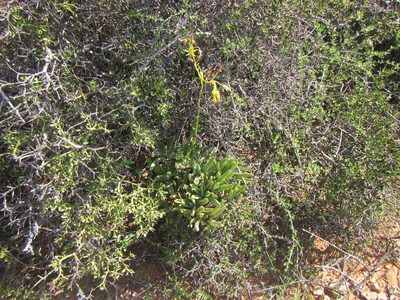 Cotyledon campanulata, photographed by douglaseustonbrown