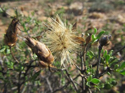 Pteronia adenocarpa, photographed by douglaseustonbrown