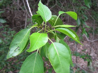 Cordia afra, photographed by douglaseustonbrown