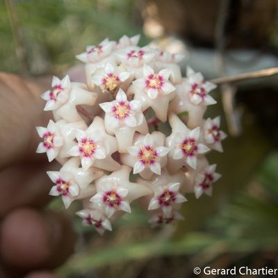Hoya verticillata, photographed by Gerard Chartier