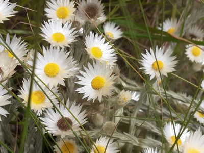 Helichrysum confertifolium, photographed by grabbarg