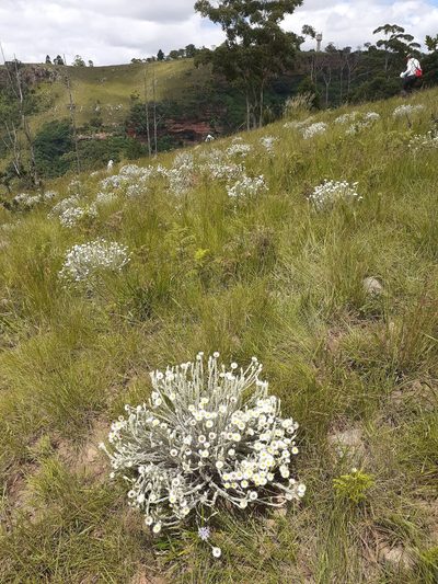 Helichrysum confertifolium, photographed by grabbarg