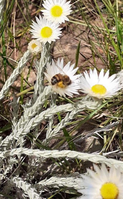 Helichrysum confertifolium, photographed by grabbarg