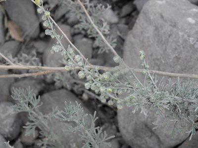 Artemisia mendozana, photographed by Guillermo Debandi