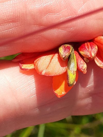 Tritonia disticha, photographed by grabbarg